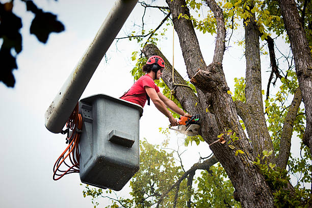 Best Fruit Tree Pruning  in Suisun City, CA